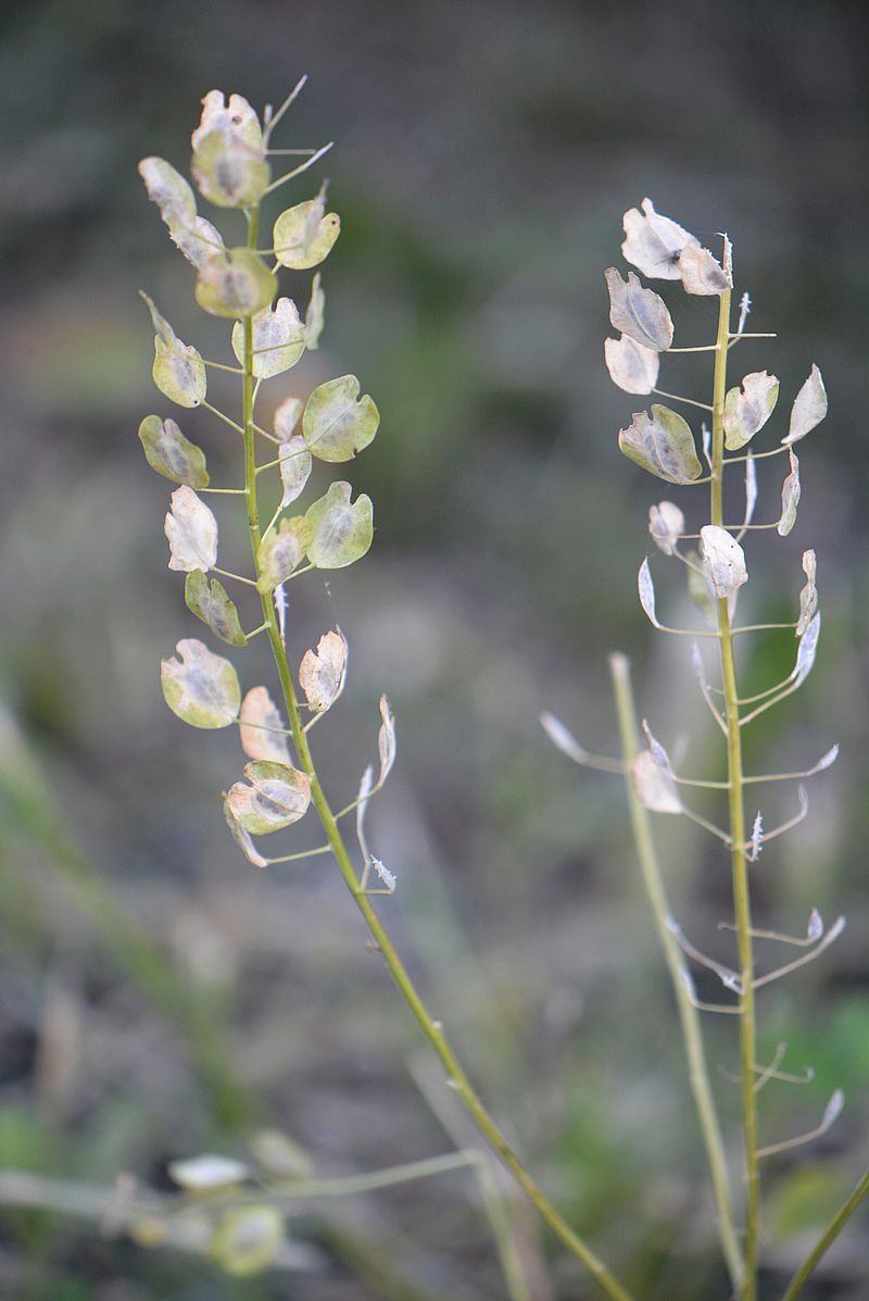 Image of Thlaspi arvense specimen.