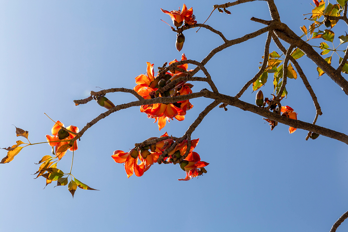 Image of Bombax ceiba specimen.