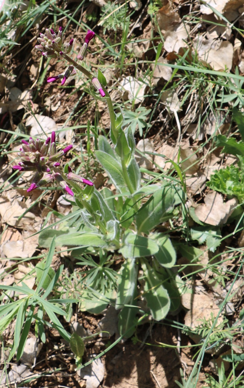 Image of genus Matthiola specimen.