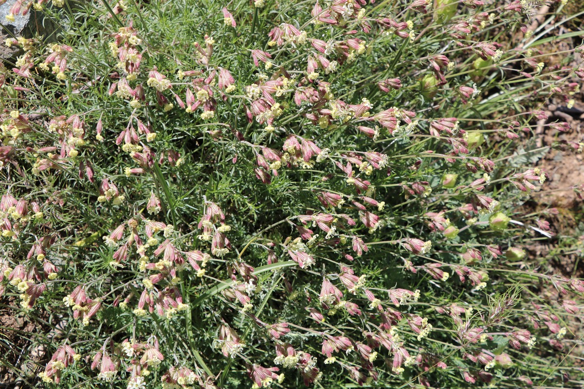 Image of Silene spergulifolia specimen.