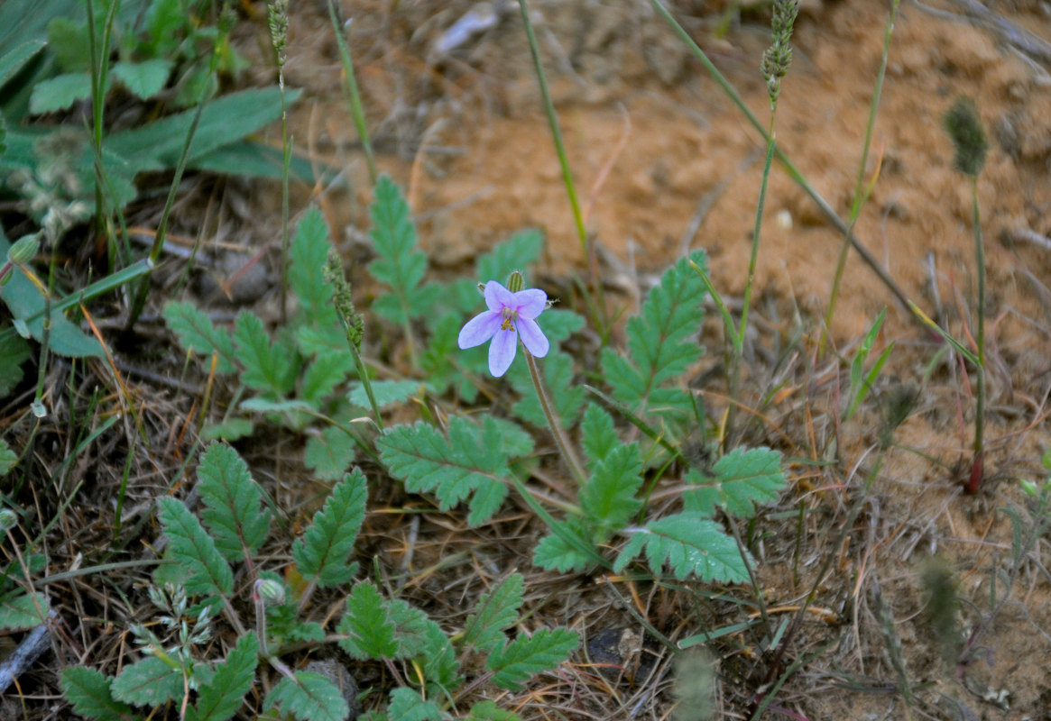 Изображение особи Erodium hoefftianum.