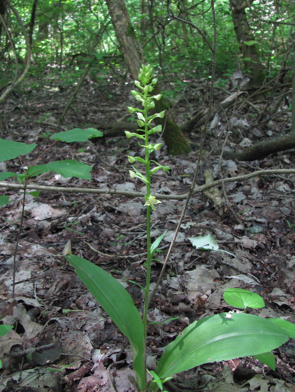 Изображение особи Platanthera chlorantha.