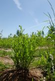 Leucanthemum vulgare. Бутонизирующее растение. Пермский край, пос. Юго-Камский, разнотравно-злаковый луг на окраине. 6 июня 2021 г.
