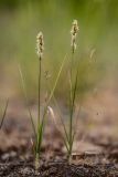 Carex praecox