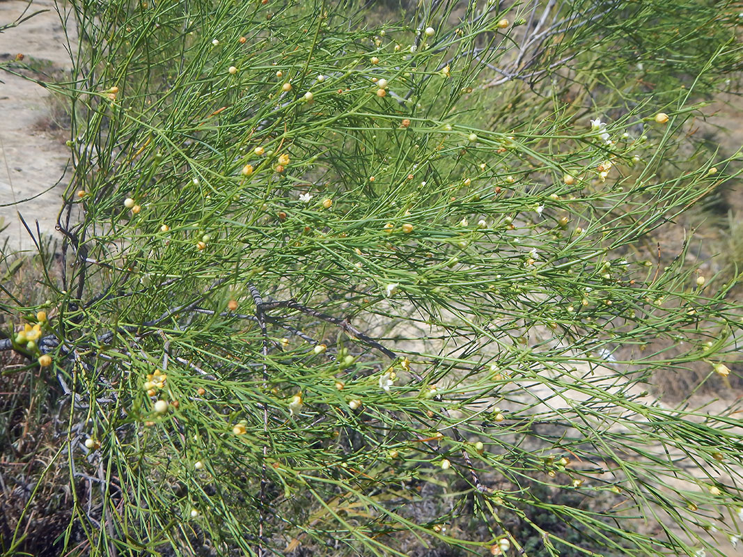 Image of genus Asparagus specimen.