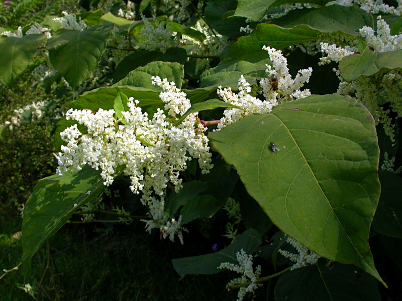 Image of Reynoutria japonica specimen.