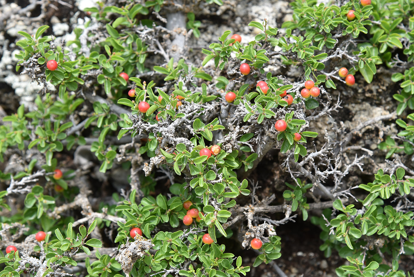 Image of Cerasus tianshanica specimen.