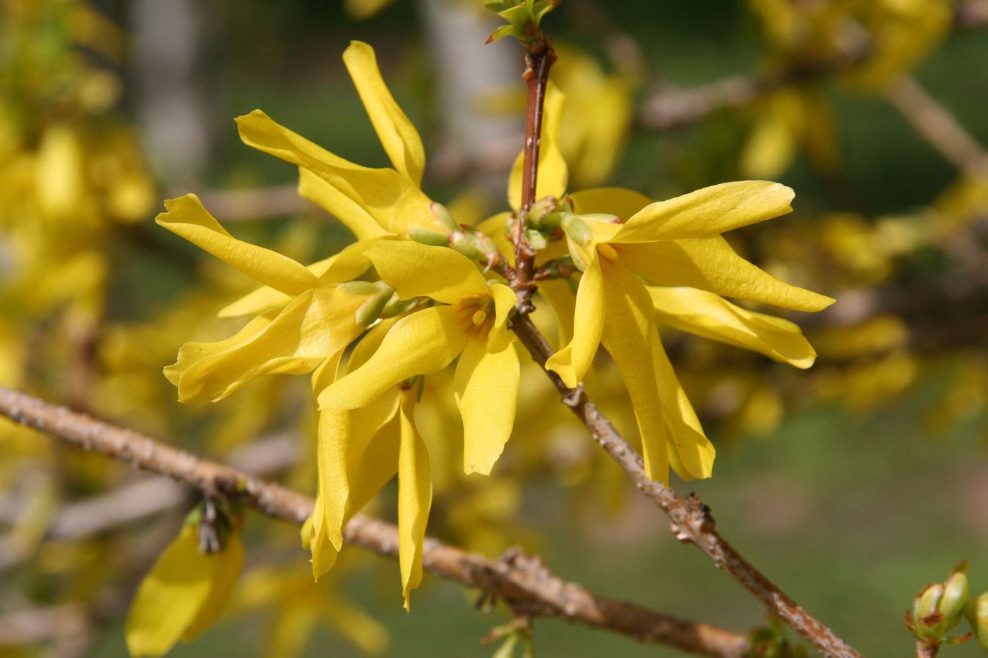 Изображение особи Forsythia &times; intermedia.