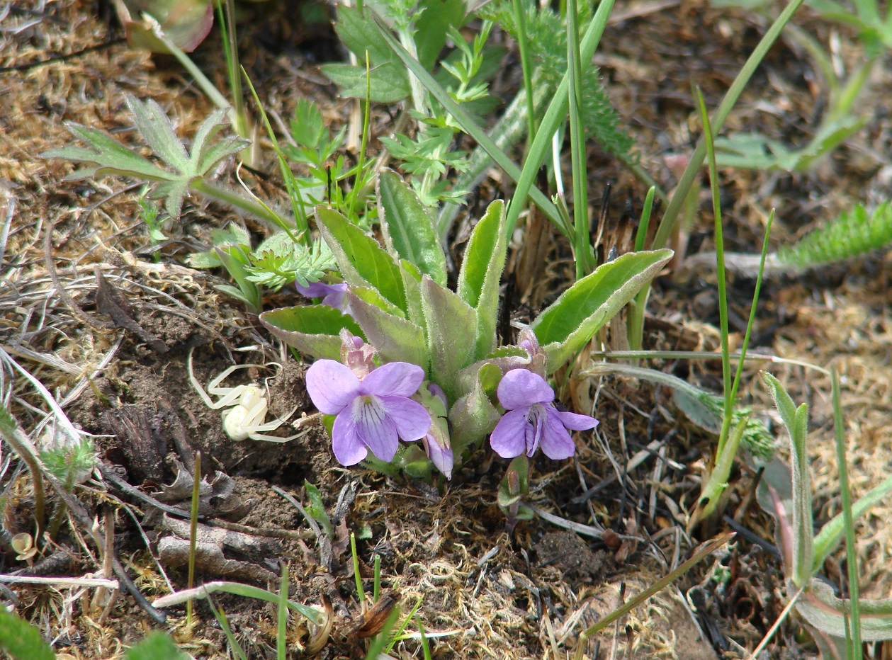 Image of Viola gmeliniana specimen.