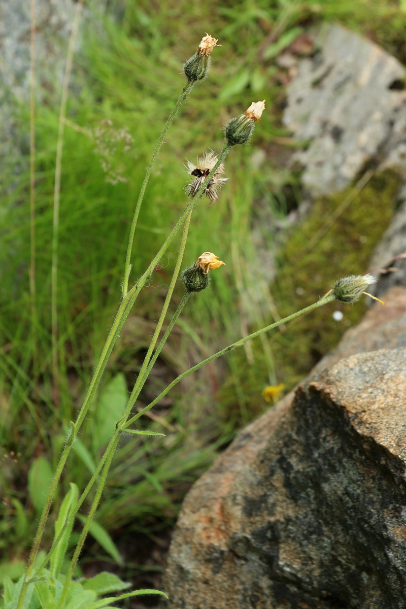 Изображение особи Hieracium glabriligulatum.