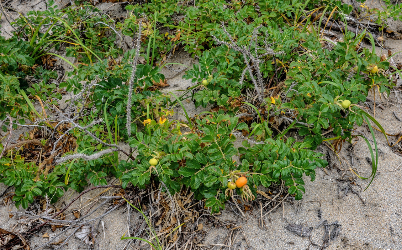 Image of Rosa rugosa specimen.