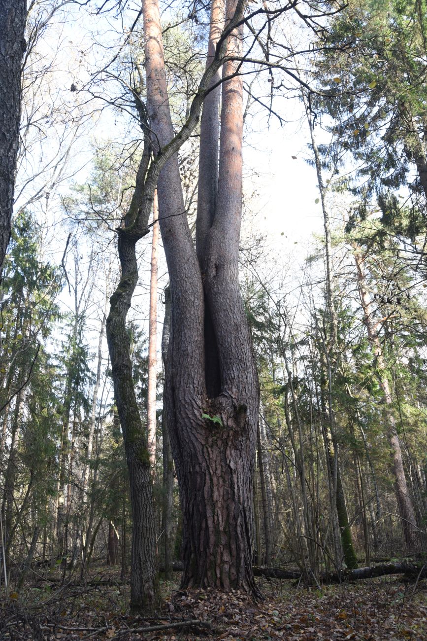 Изображение особи Pinus sylvestris.