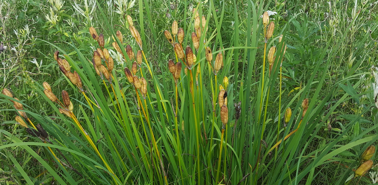 Image of Iris sanguinea specimen.