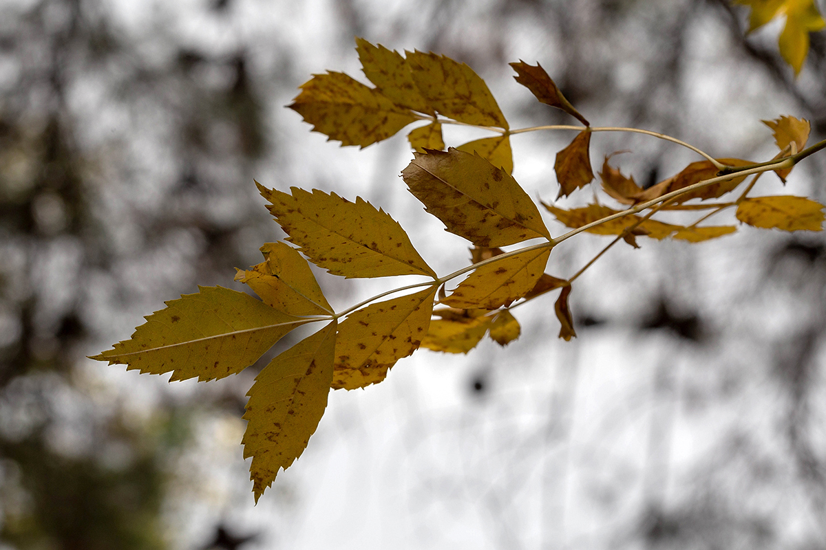 Изображение особи Fraxinus syriaca.