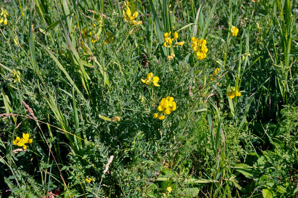 Изображение особи Lathyrus pratensis.