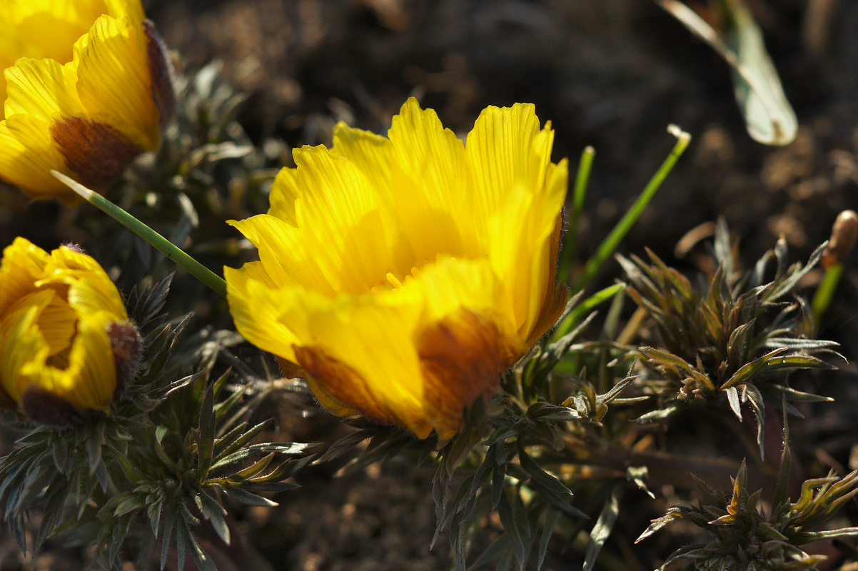 Image of Adonis volgensis specimen.