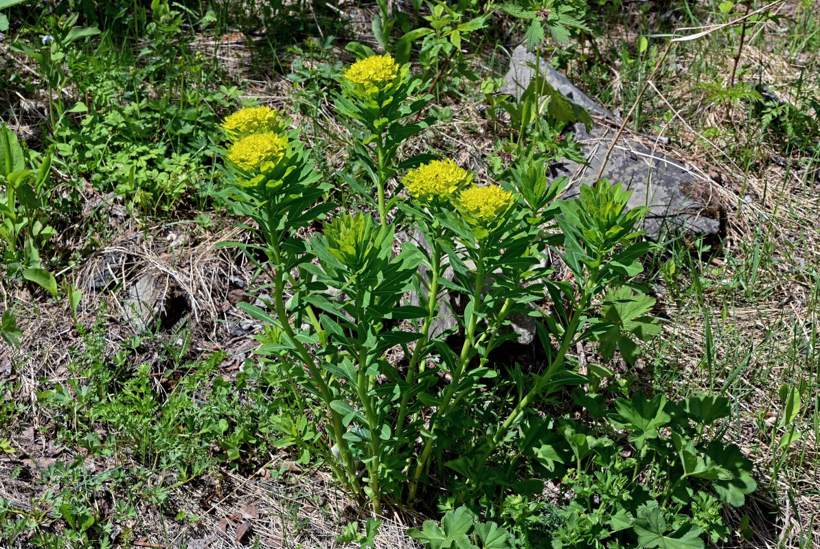 Image of Euphorbia pilosa specimen.