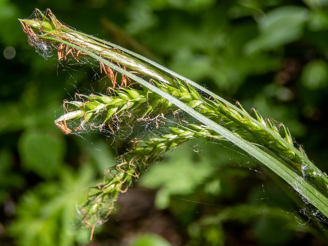 Изображение особи Carex sylvatica.