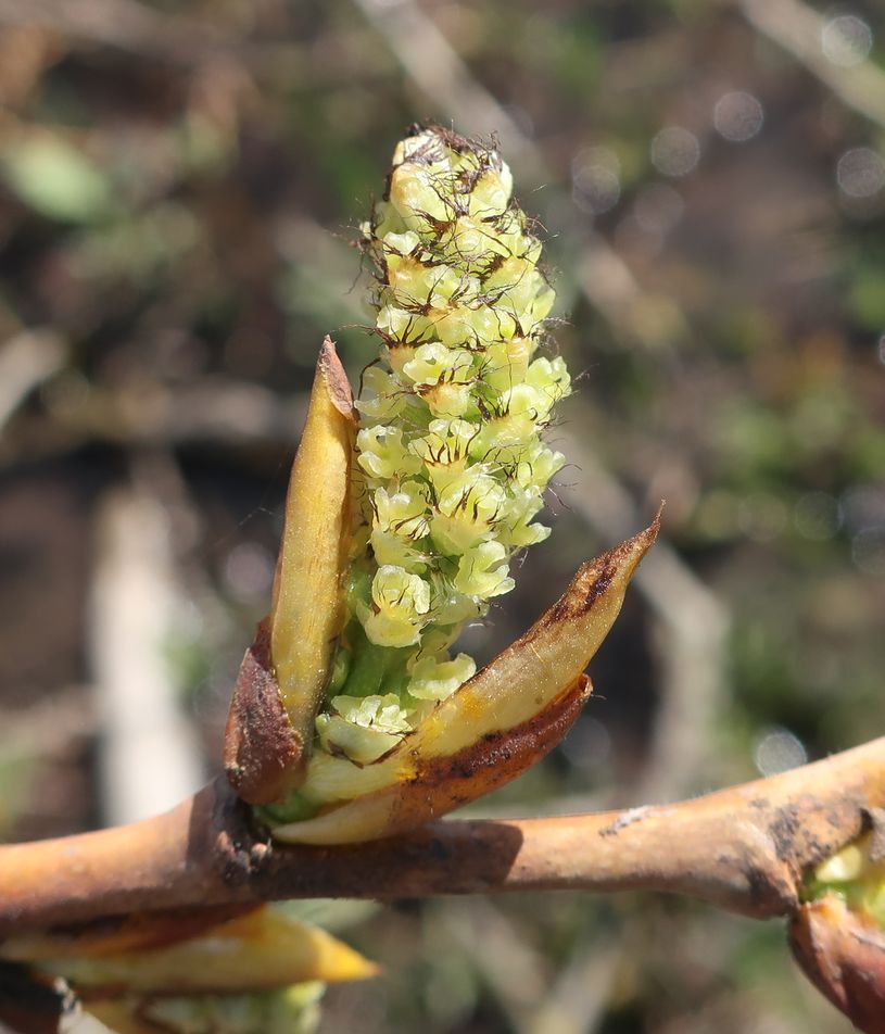 Image of Populus &times; sibirica specimen.