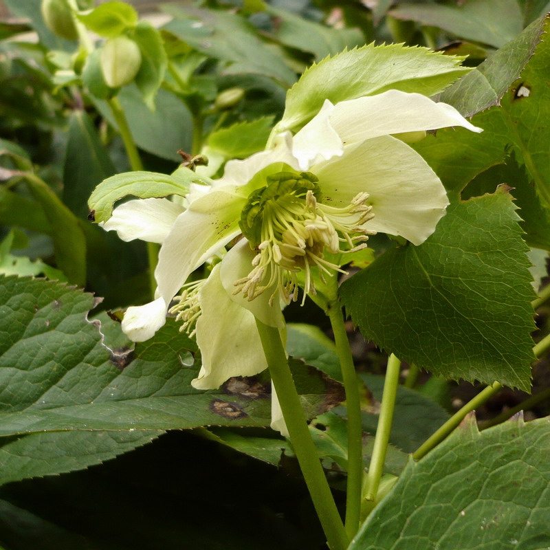 Image of Helleborus caucasicus specimen.