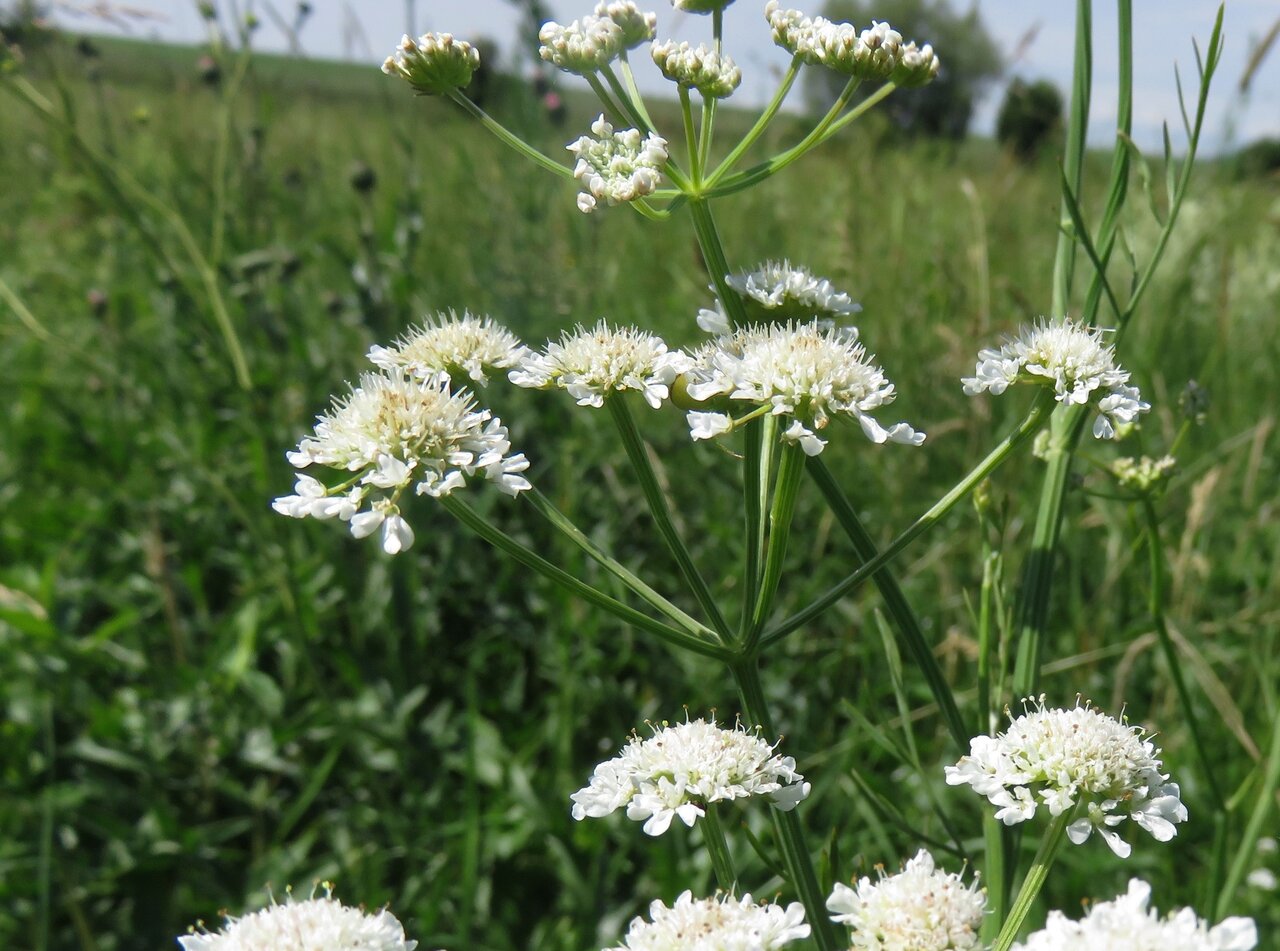 Image of Oenanthe silaifolia specimen.