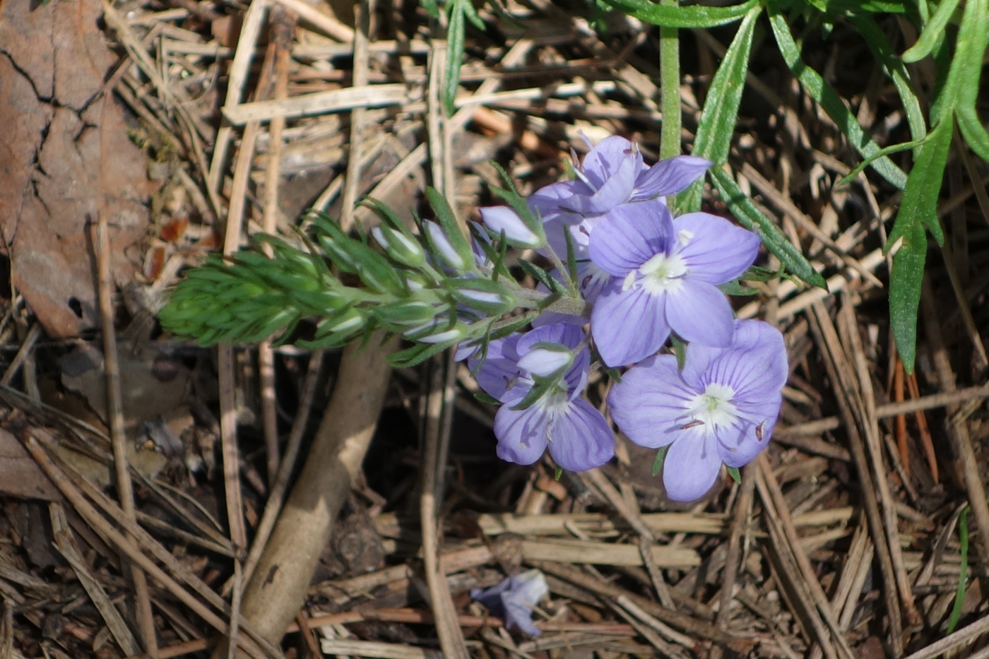 Image of Veronica multifida specimen.