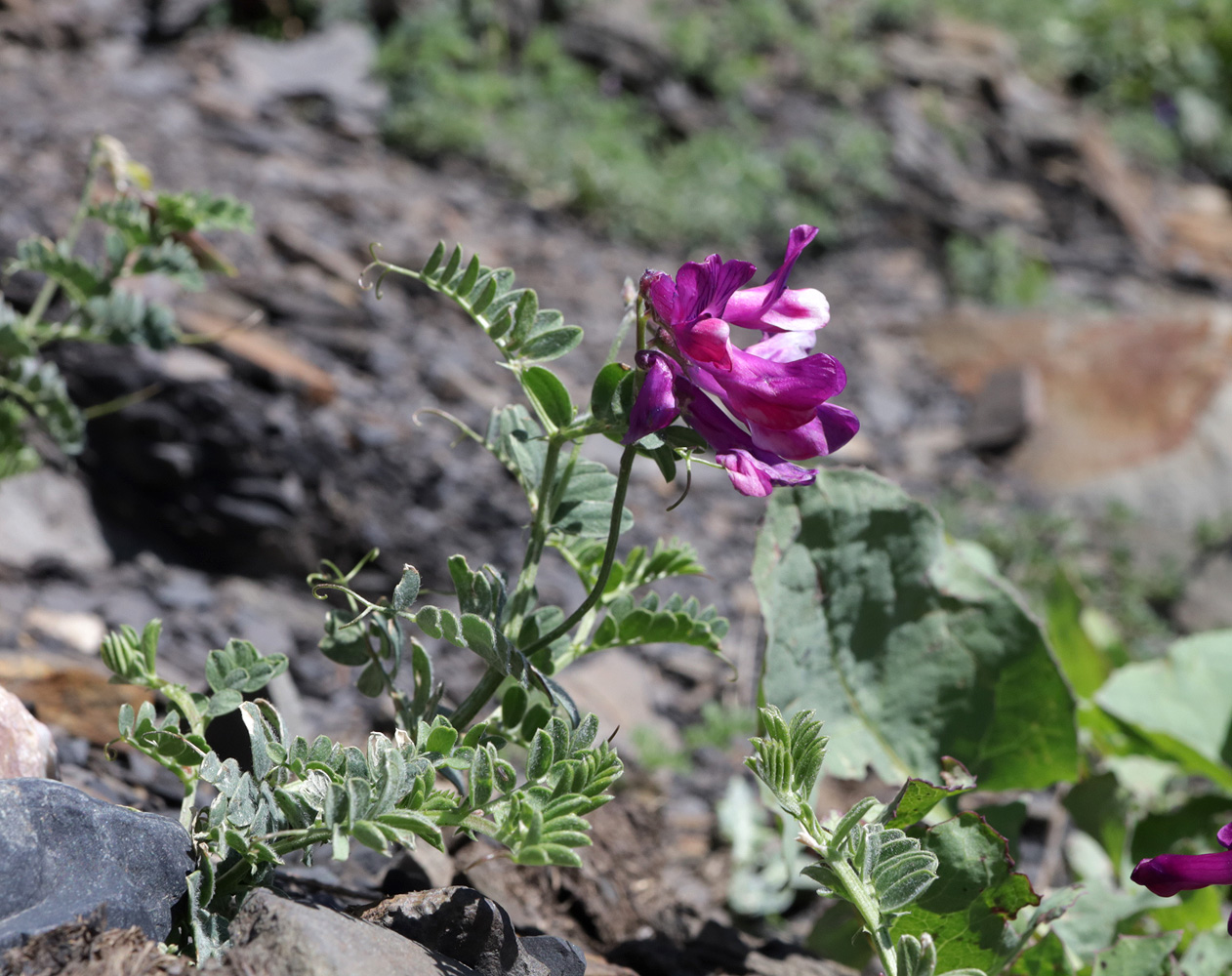 Image of Vicia alpestris specimen.