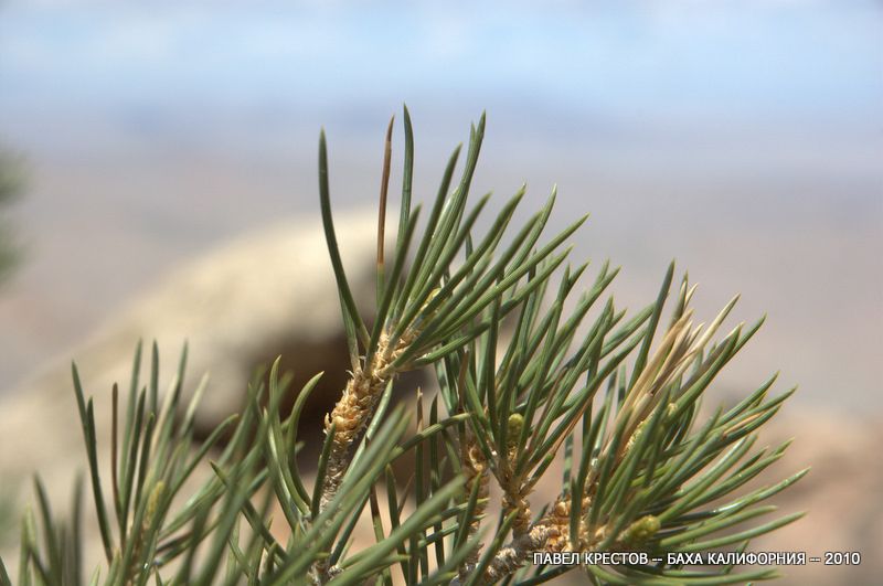 Image of Pinus monophylla specimen.