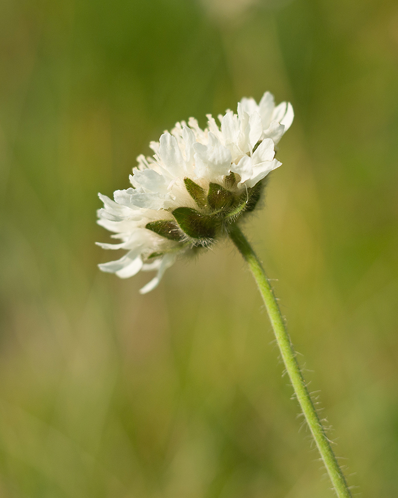 Image of Knautia involucrata specimen.