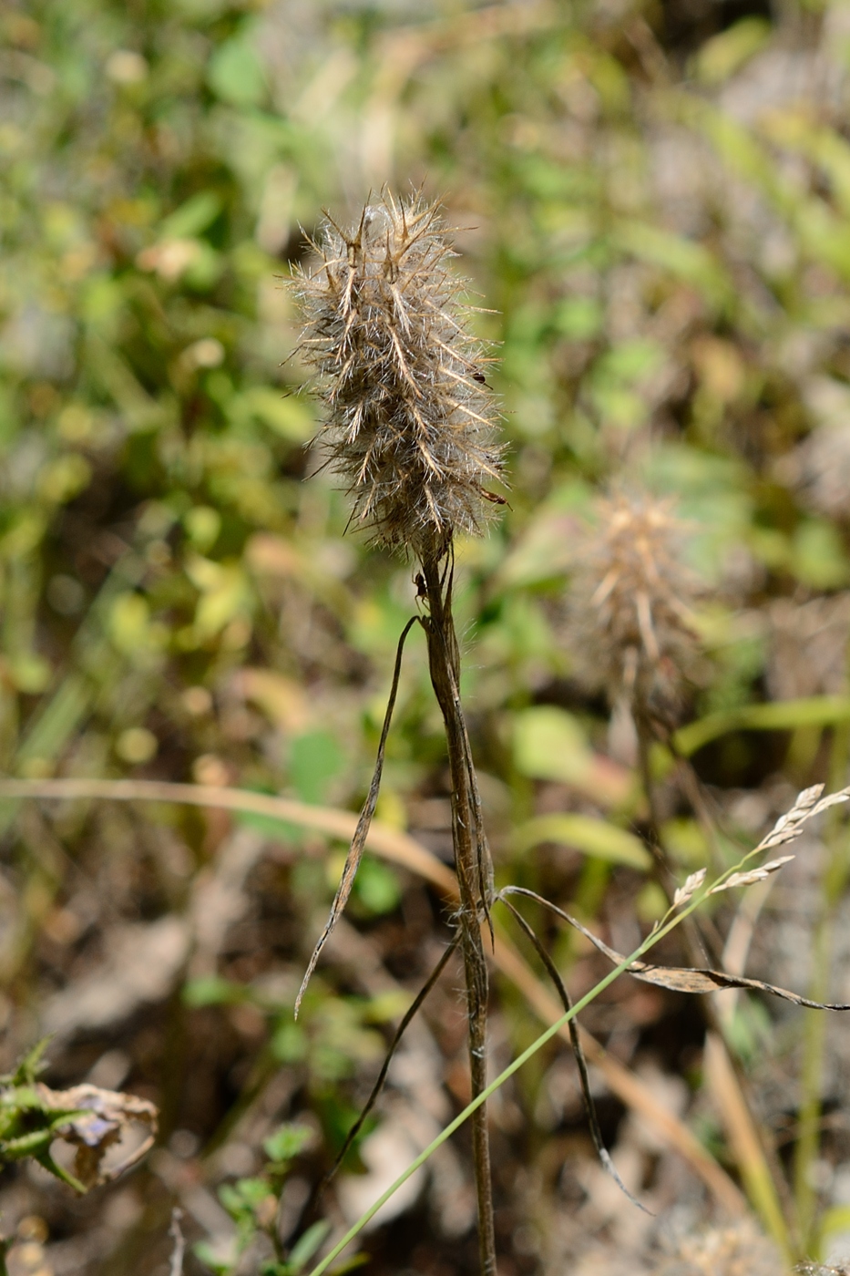 Image of Trifolium angustifolium specimen.