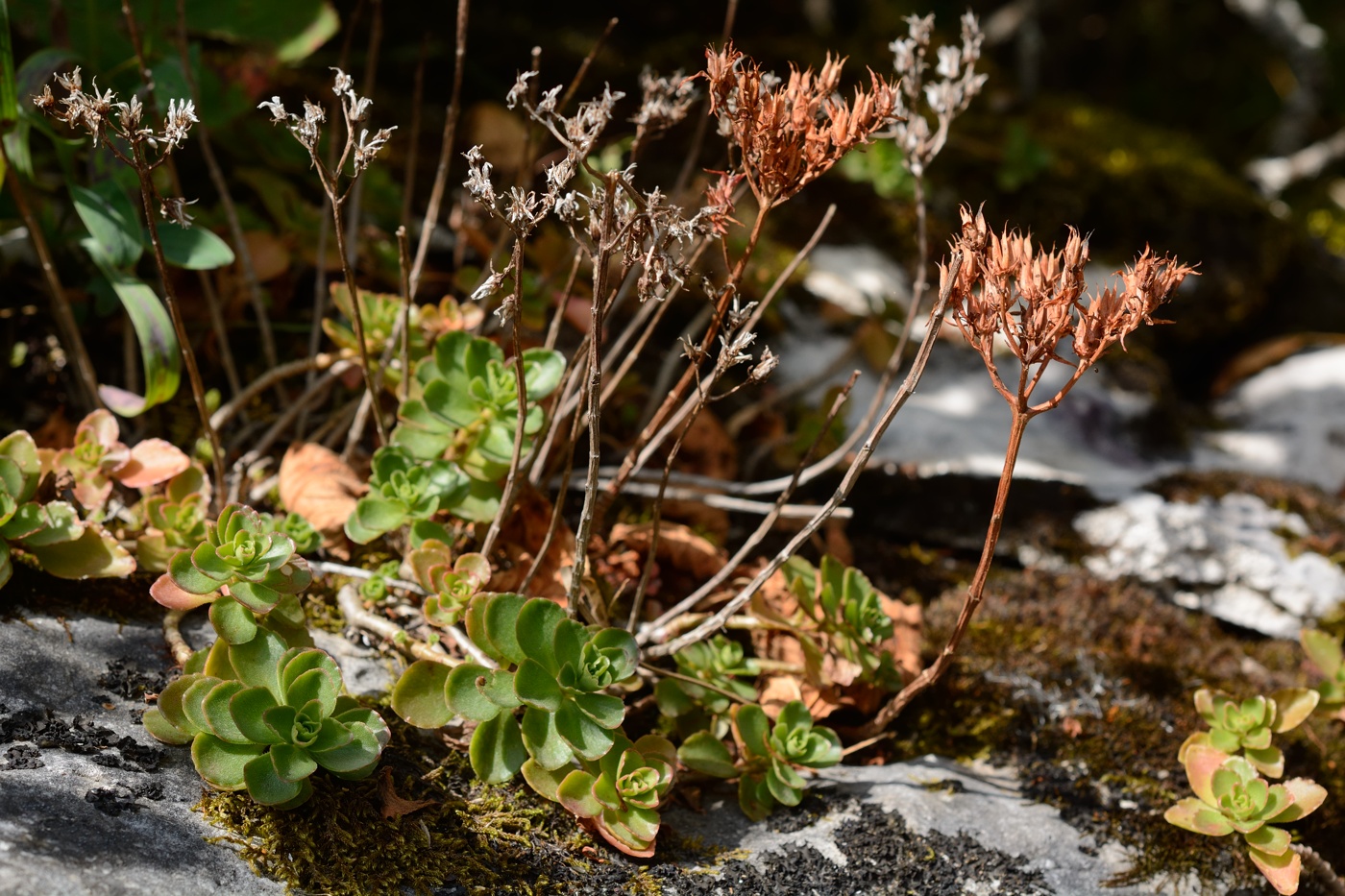 Изображение особи Sedum spurium.