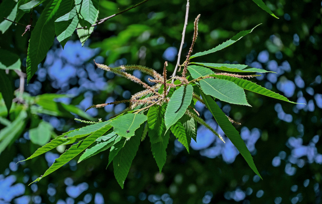 Изображение особи Castanea sativa.