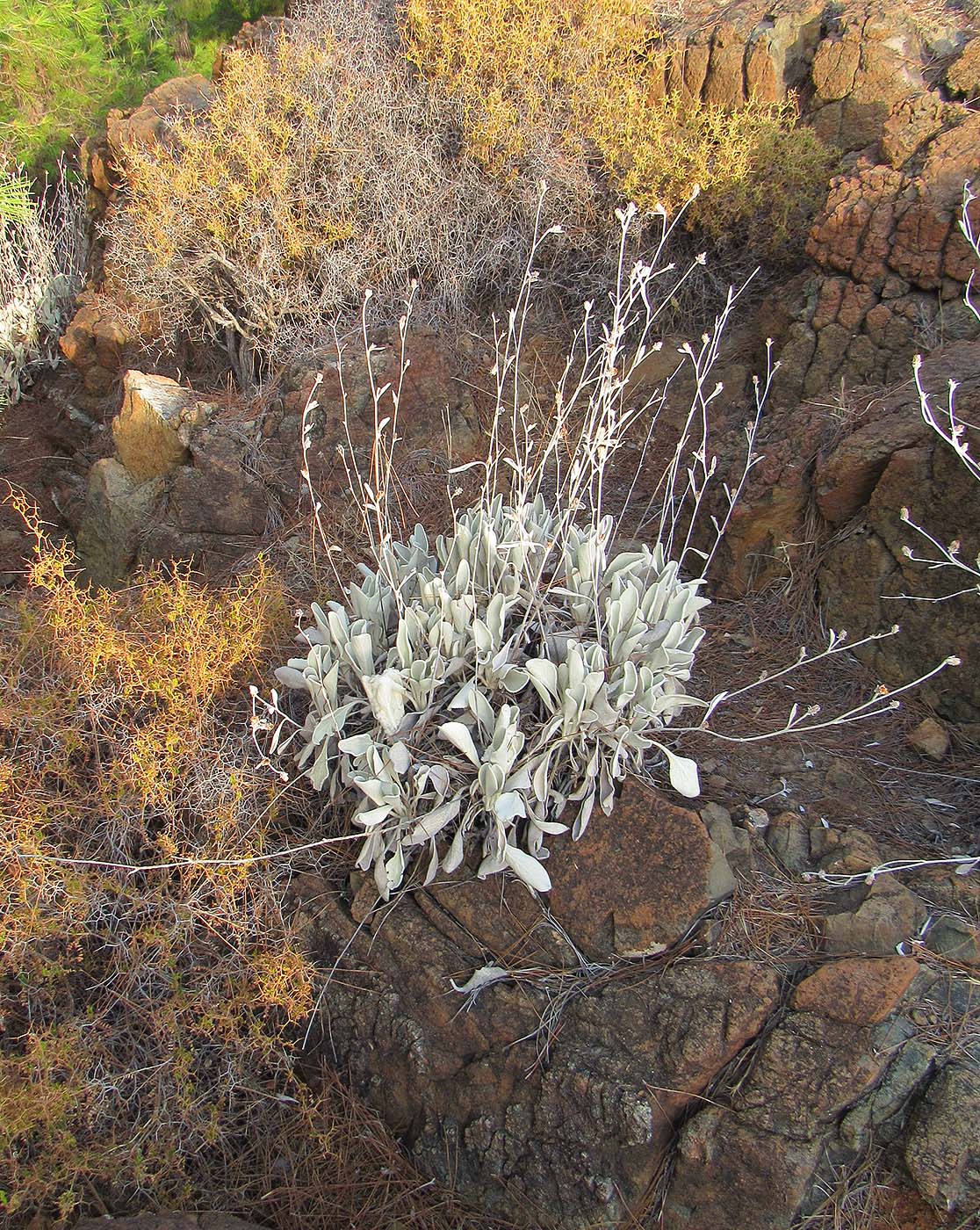 Image of Inula heterolepis specimen.