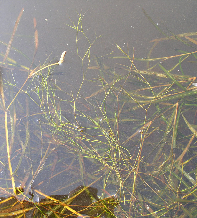 Image of Potamogeton trichoides specimen.