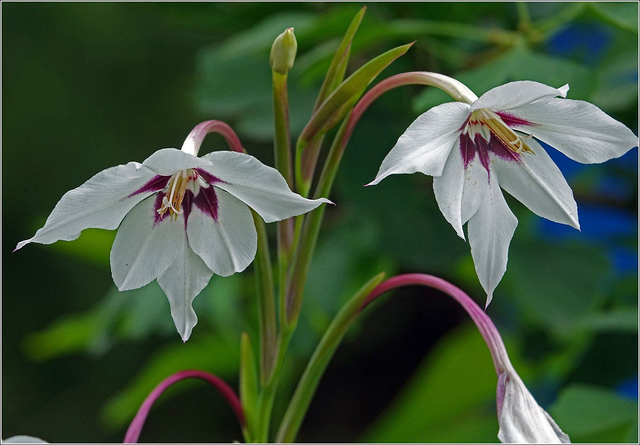 Image of Gladiolus murielae specimen.