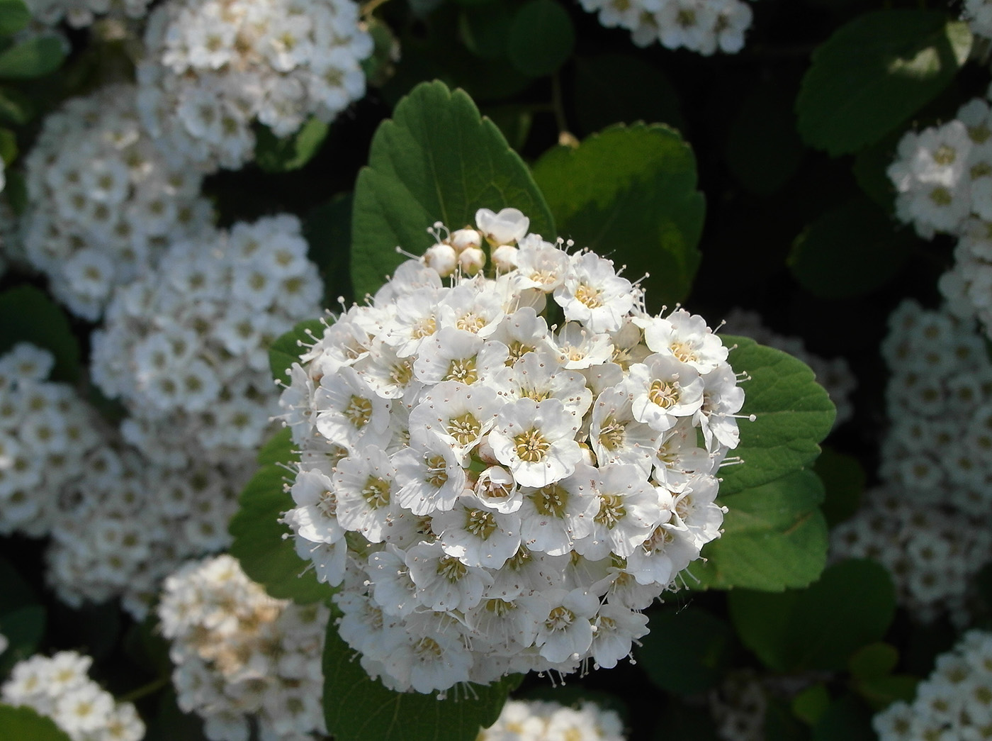 Изображение особи род Spiraea.