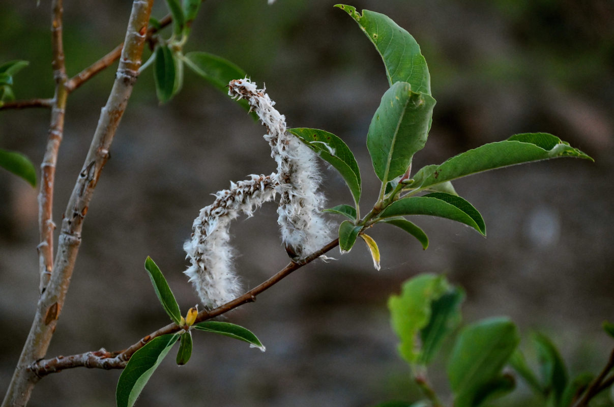 Image of genus Salix specimen.