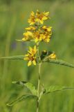 Lysimachia vulgaris. Верхушка побега с соцветием. Новгородская обл., Новгородский р-н, дер. Юрьево напротив музея «Витославлицы», луг (бывший сенокос?) среди леса. 24.07.2023.