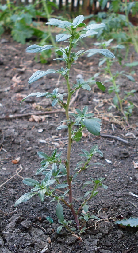 Image of Amaranthus blitoides specimen.