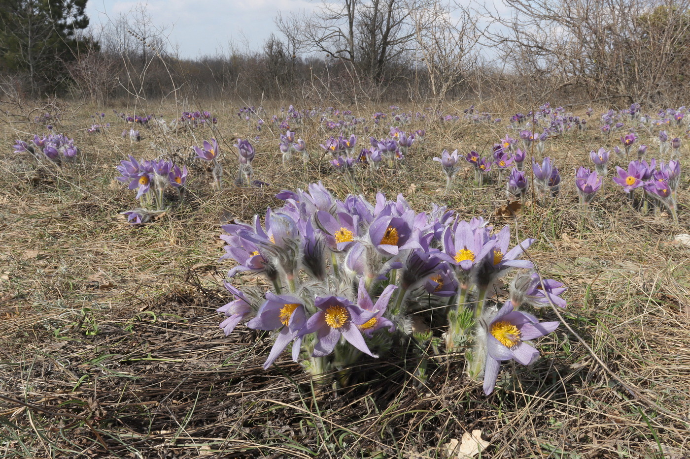 Изображение особи Pulsatilla taurica.