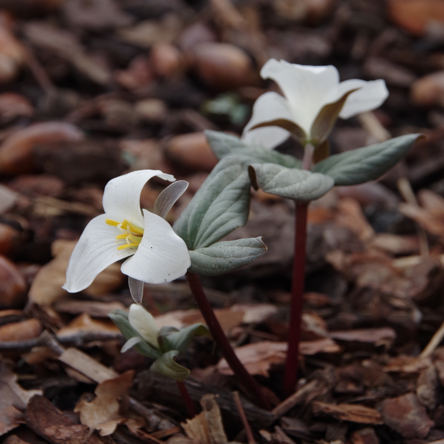 Изображение особи Trillium nivale.