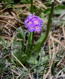 Primula algida