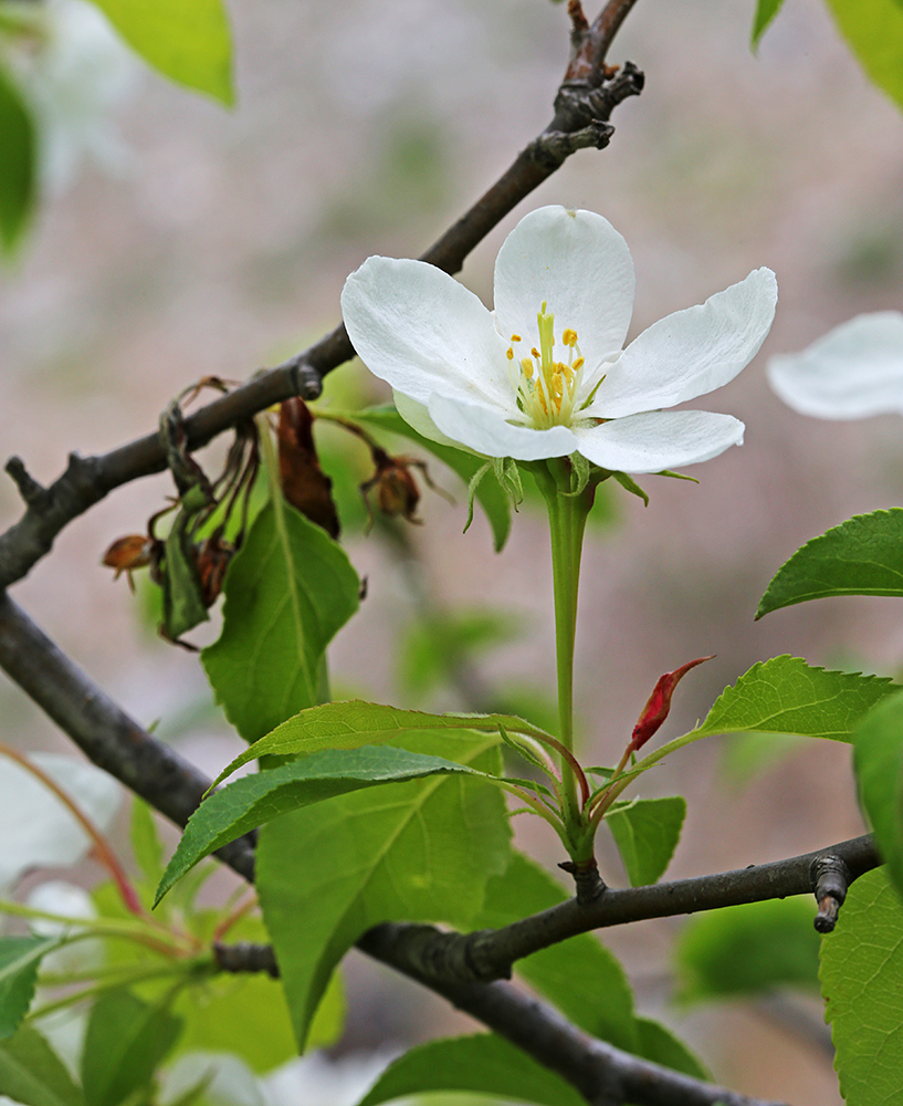 Изображение особи Malus mandshurica.