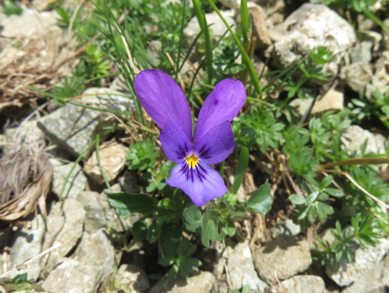 Изображение особи Viola balcanica.