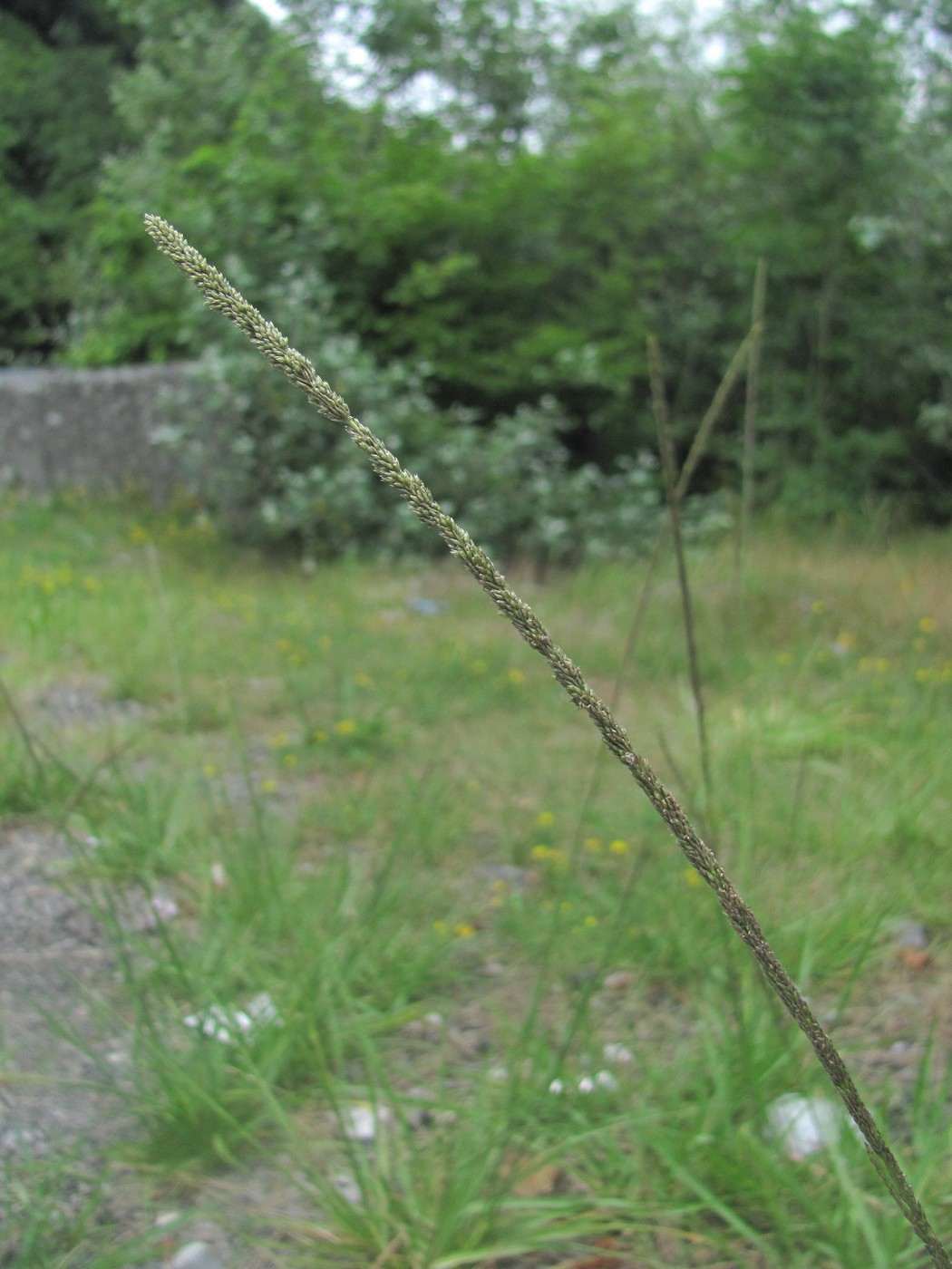 Image of Sporobolus fertilis specimen.