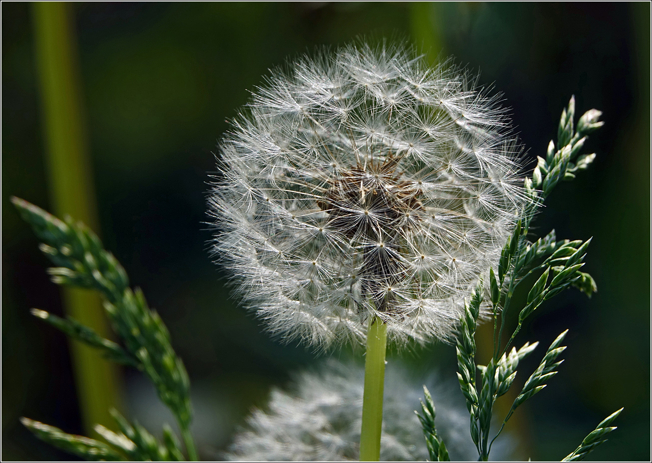 Изображение особи Taraxacum officinale.