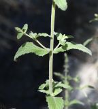 Mentha subspecies typhoides