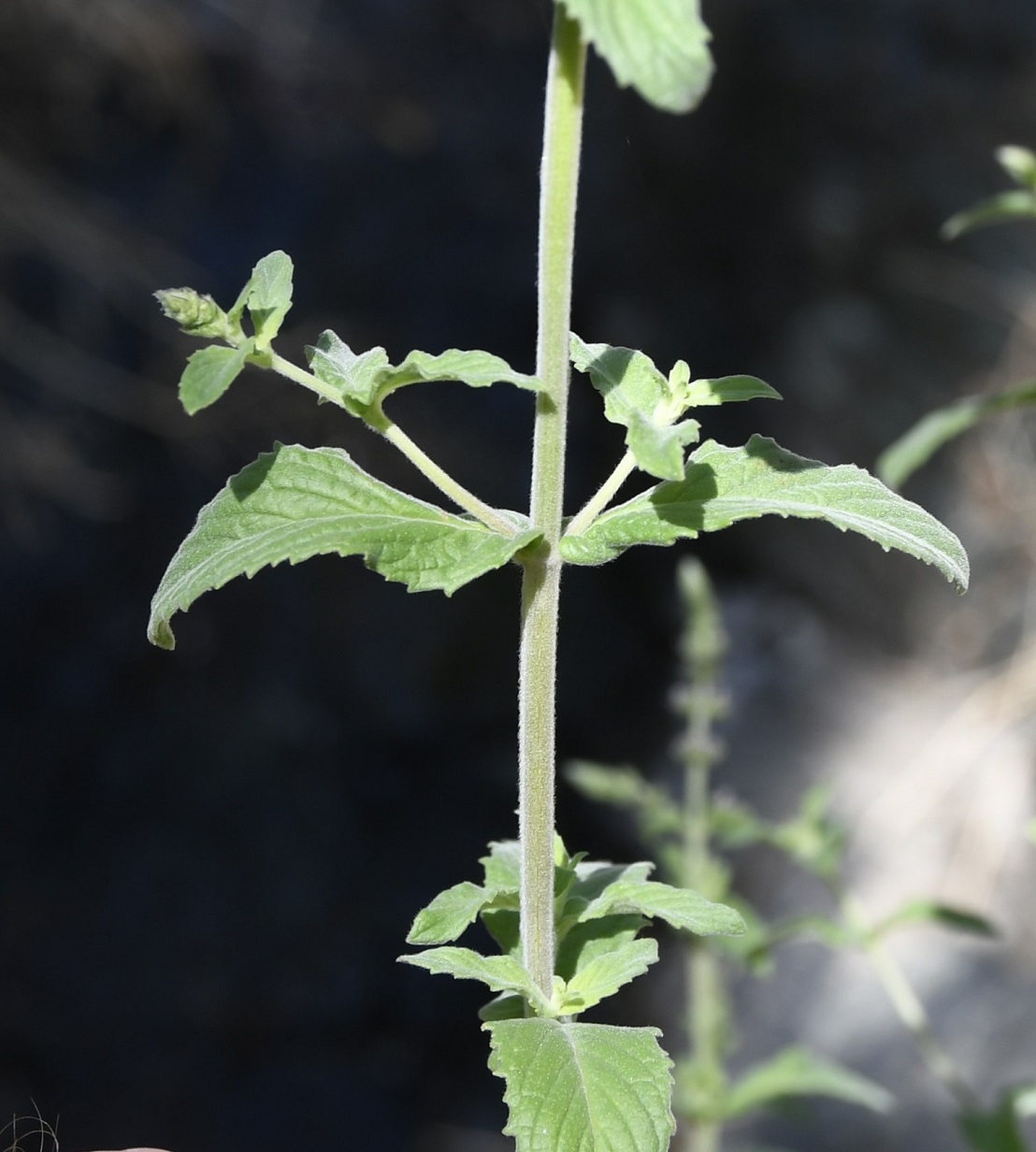 Изображение особи Mentha longifolia ssp. typhoides.