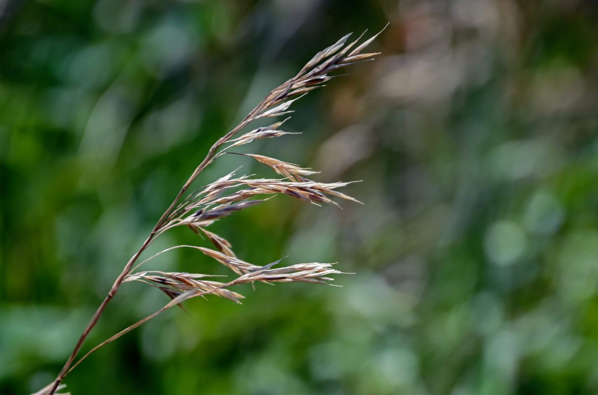 Изображение особи семейство Poaceae.