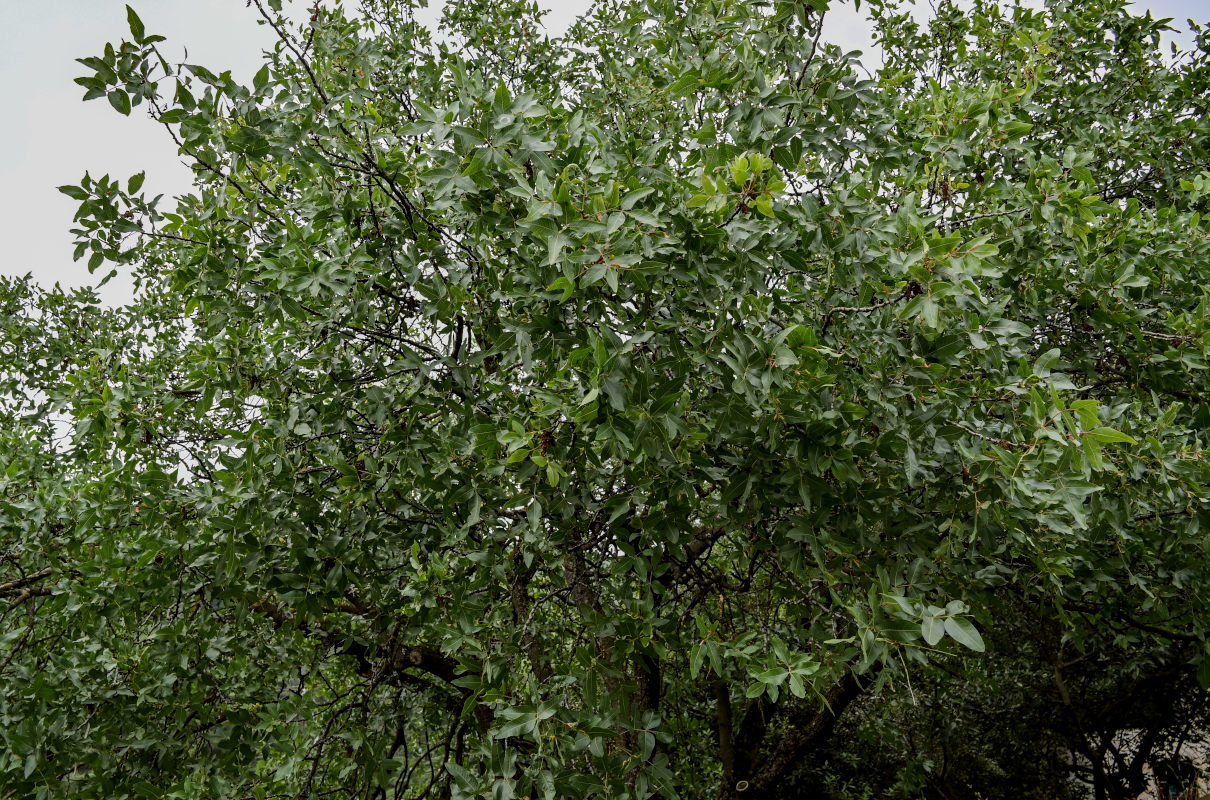 Image of Pistacia vera specimen.